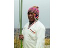 Totora reed used to build floating Uros Islands