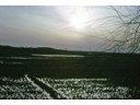 Young planting of Rice