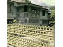 Tin roofed Housing