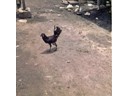 Fighting cock