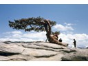 Lone Jeffrey pine tree atop Sentinel Dome