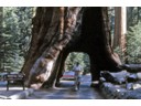 Wawona Tree in the Mariposa Grove had a height of 227 (Eric)