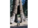 Small Tunnel Tree (Howard)