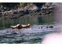Seals in Saint Andrews harbor