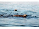 Seals in Saint Andrews harbor