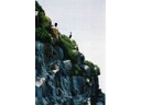 Diving birds nesting on an island in the Bay of Fundy