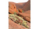 Ayers Rock-Uluru Base Walk