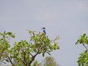 Azure Kingfisher