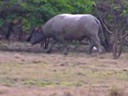 Water buffalo