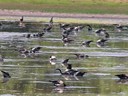 Magpie Goose
