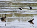 Magpie Goose