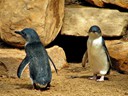 Penguins