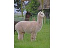 Llama