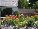 Beautiful Flowers
