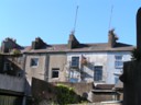 Plants growing from chimneys