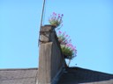 Flowers on Chimneys