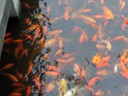 filled with gold fish