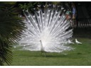 White Peacock