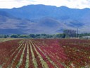 Red Peppers, En Route To Casas Grandes