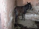 Family's Donkey