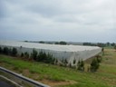Covered Orchard