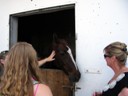 Andalusian Horse (Stephanie & Marta)