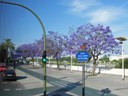 Jacaranda Trees along Paseo de Las Delicias