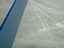 Parrot, Nazca Lines