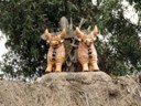 Two Bulls on roof tops for Good Luck