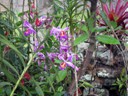 High country wild flowers, Machu Picchu