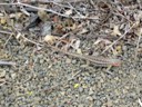 Lava Lizard