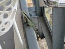 Eastern Water Dragon