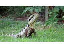 Eastern Water Dragon, backyard of Abrook home