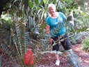 Rainforest Walk, South Bank (Pat)