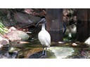 Ibis