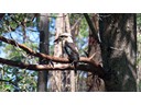 Kookaburra