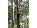 Termite Nest