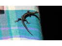 Five-lined Skink