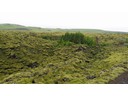 Old Lava field, Skaftafell to Vik