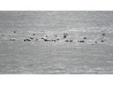 Puffins, Vikurfjara Black sand Beach
