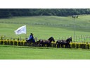 Equestrian Show