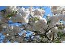 Keukenhof Gardems