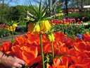 Keukenhof Gardems