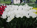 Keukenhof Gardems