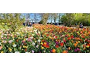 Keukenhof Gardems