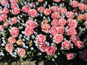 Keukenhof Gardems